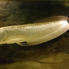 Cherra - akvaristika, chovatelské potřeby Žďár nad Sázavou