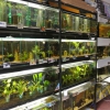 Cherra - akvaristika, chovatelské potřeby Žďár nad Sázavou
