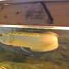 Cherra - akvaristika, chovatelské potřeby Žďár nad Sázavou