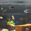 Cherra - akvaristika, chovatelské potřeby Žďár nad Sázavou