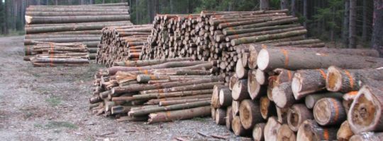 Těžba dřeva, les, dřevo