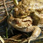 Rozmnožování žab Vysočina - Sdružení krajina