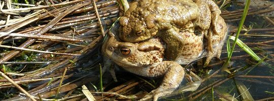 Rozmnožování žab Vysočina - Sdružení krajina