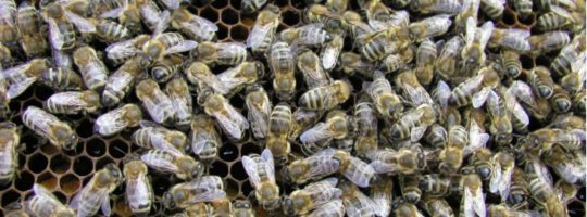 Včelařská výstava Vůně medu - Nové Město na Moravě