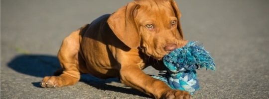 Poplatek za žďárské psy je splatný do konce srpna