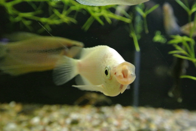 Akvaristika Cherra Zdar Nad Sazavou