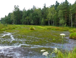 radostninska-raseliniste